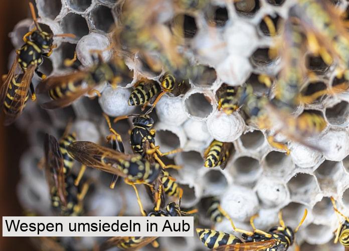 Wespen umsiedeln in Aub